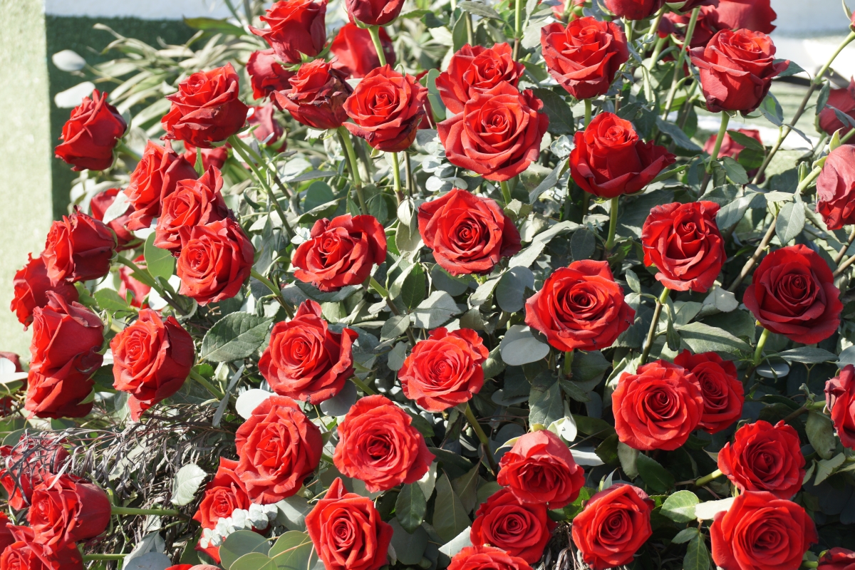 Lots of red roses on the floats. Each is in their own tube of water.